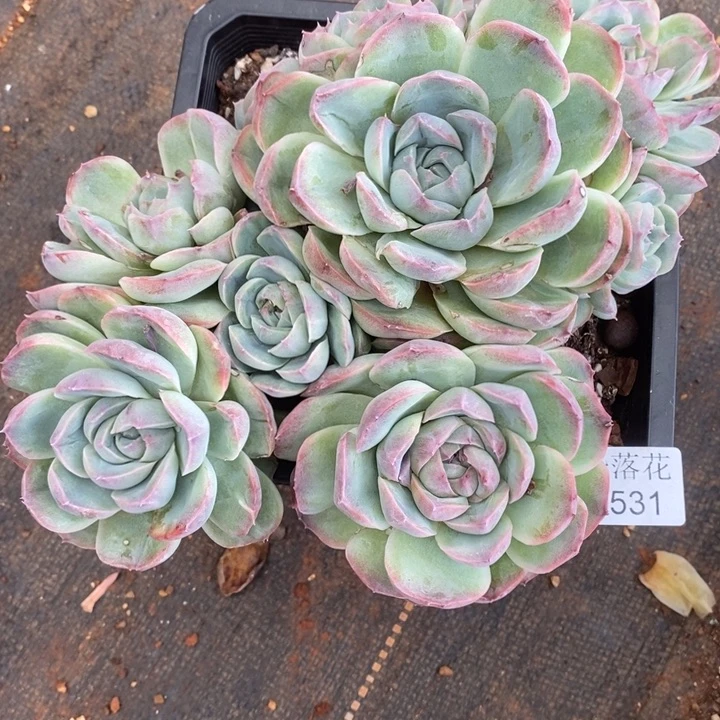 ***气精品多肉植物1531