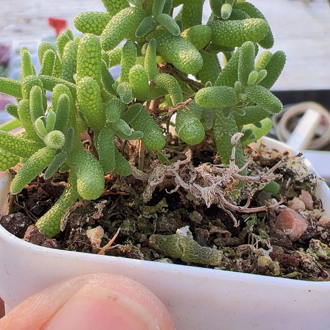 糖球枝干19包邮多肉