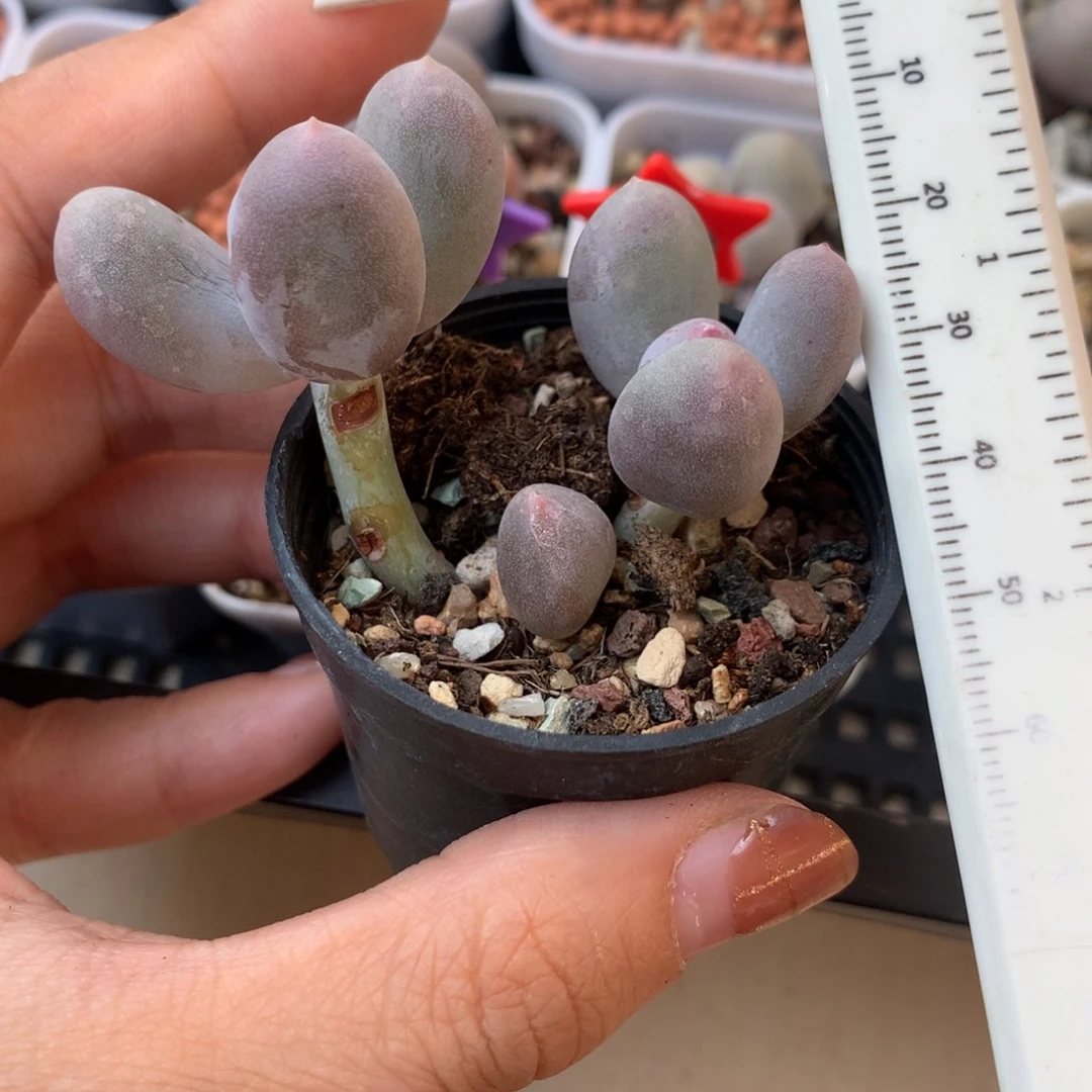 米可奶 不凑满28元发一片叶 不售后 到付