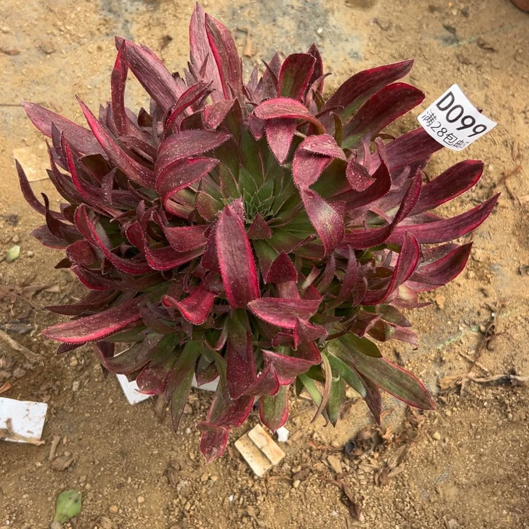 099多肉     孔雀锦