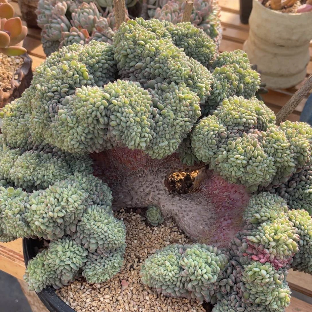 U****973737676867868686