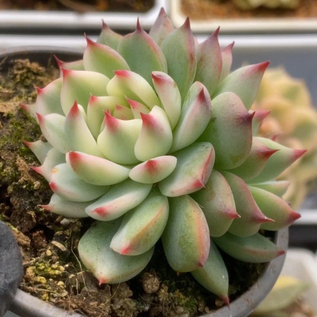 593锦锦锦锦锦锦锦锦锦