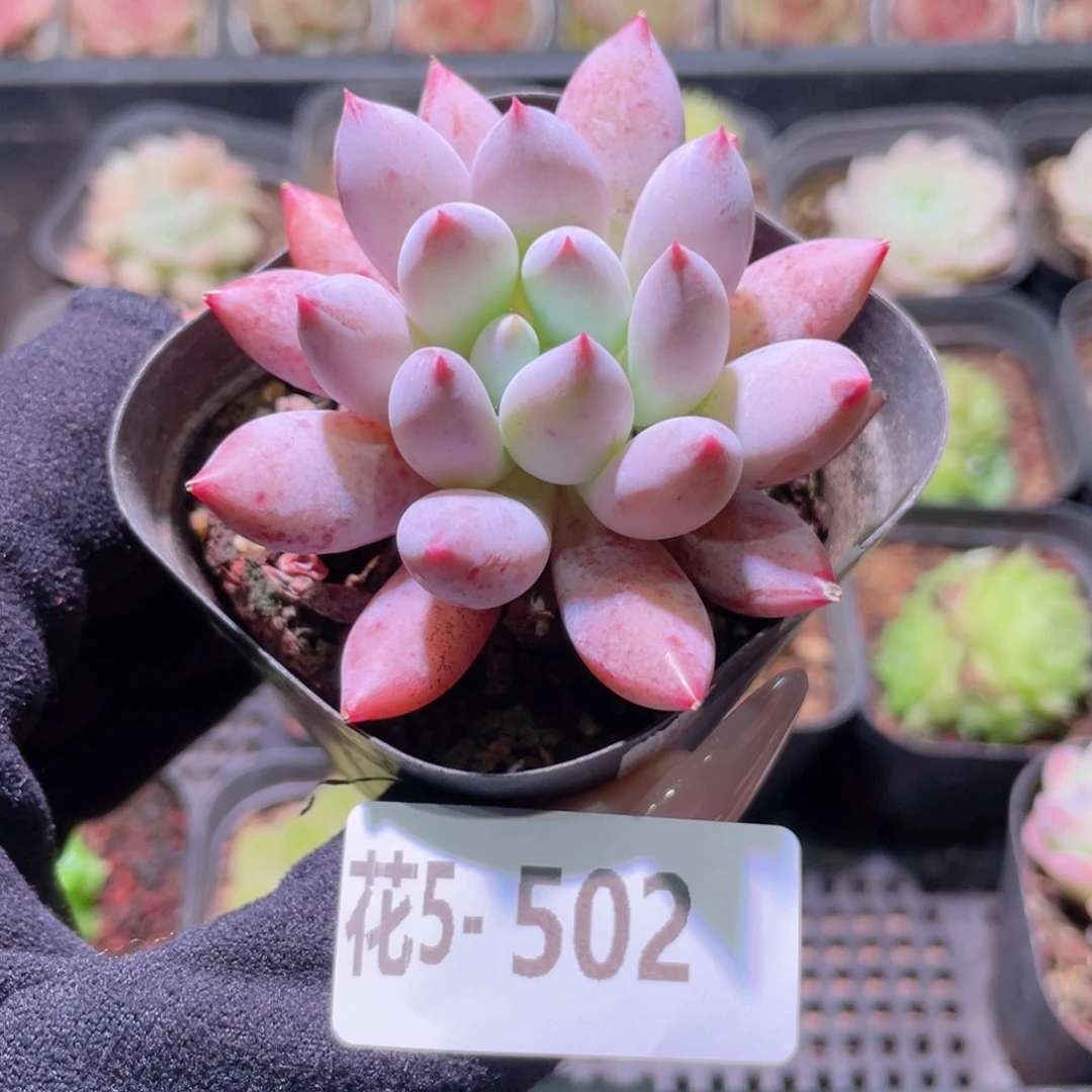 花利美5-502奶瓶单头