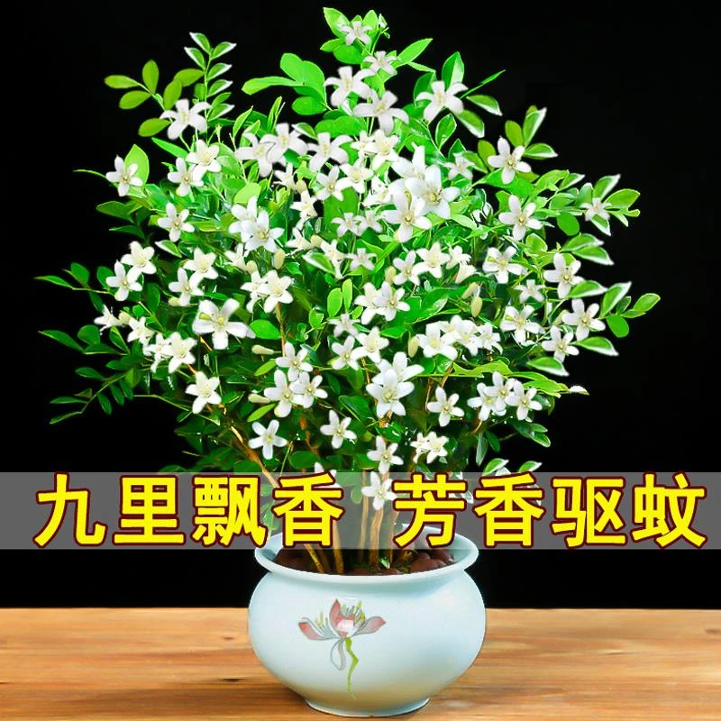 九里香盆栽水培植物老桩四季七里香夜来香树苗室内开花卉绿植驱蚊