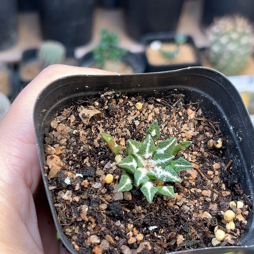 牡丹实生球一颗一颗