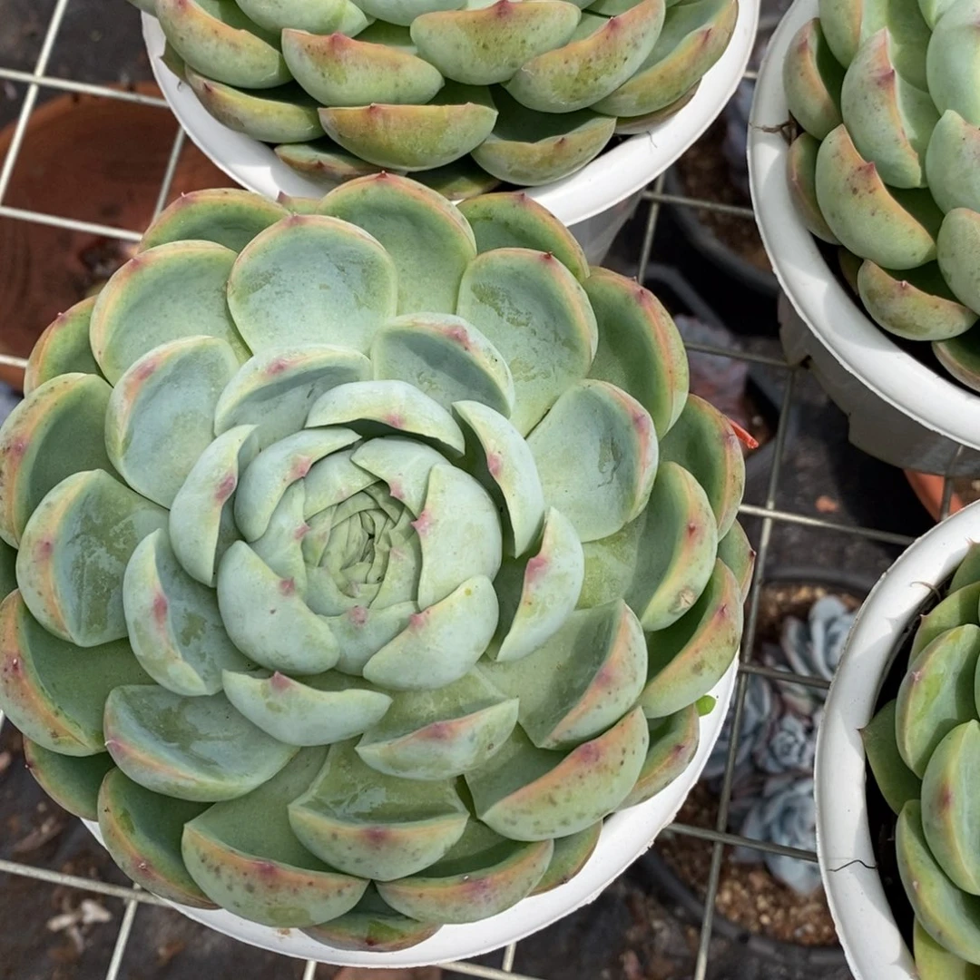 侧影 大单头精控精养