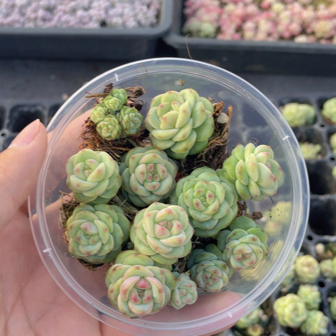 云糖心多肉植物878