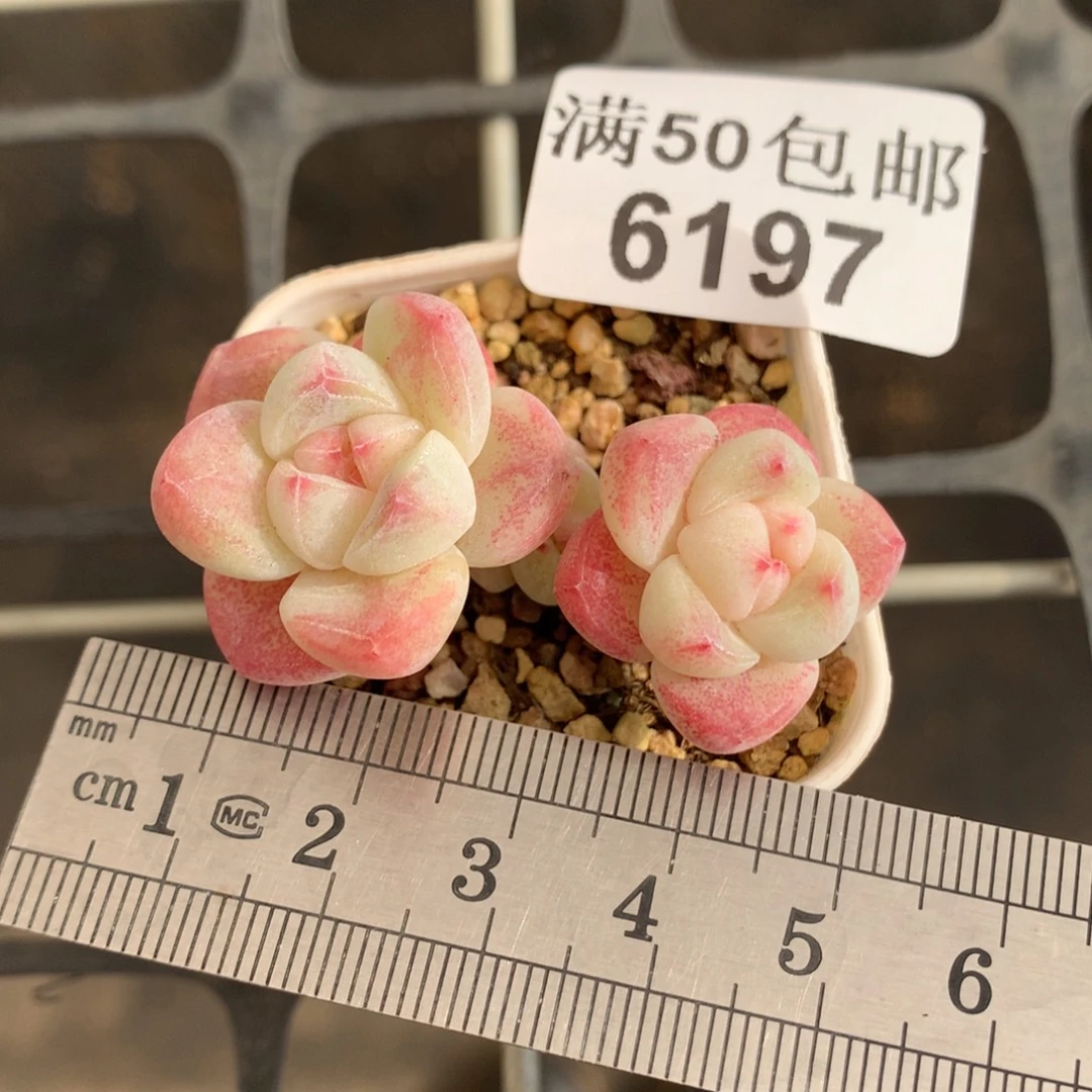 6197三头白粉小树冰玉冠服5