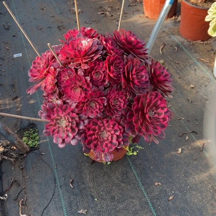 22红铜壶白多肉多肉多肉