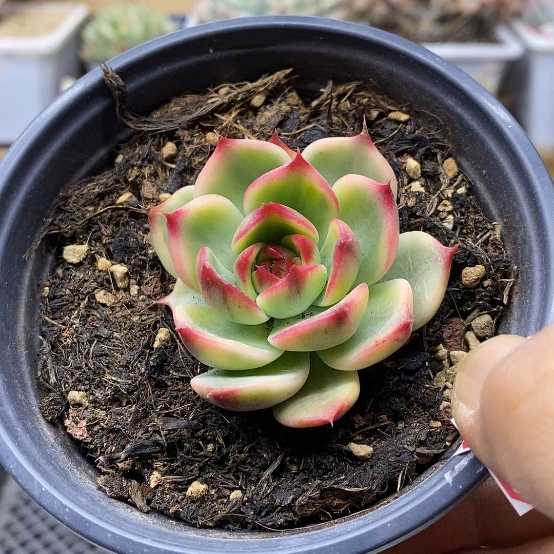 3149 桃花覆轮锦