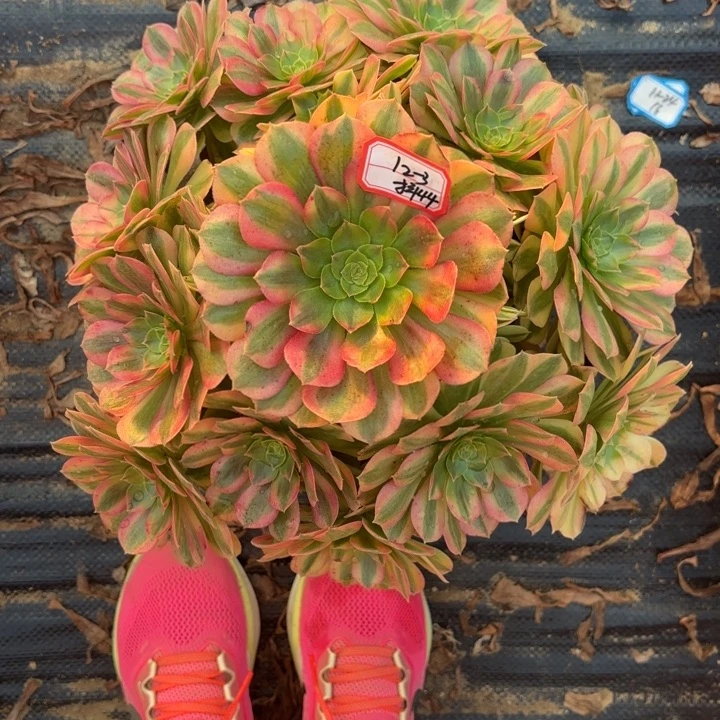 静***粒雨荷多肉法师不包损