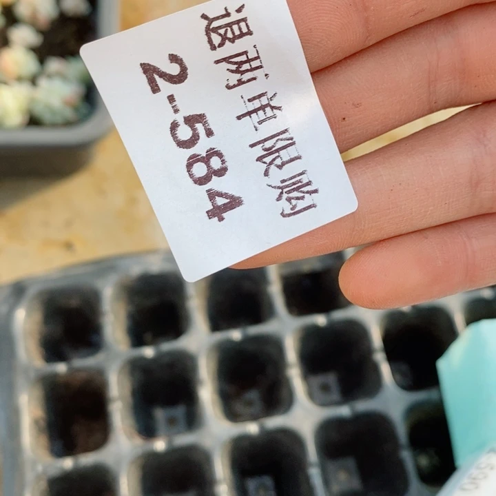 大**女2-584多肉多肉多肉多肉多肉多肉