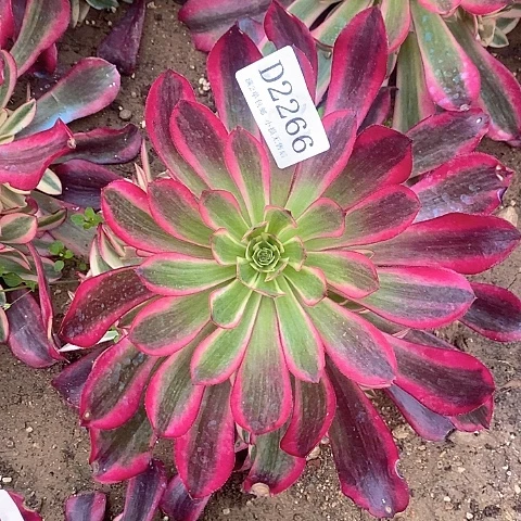 2266美杜莎多肉法师锦