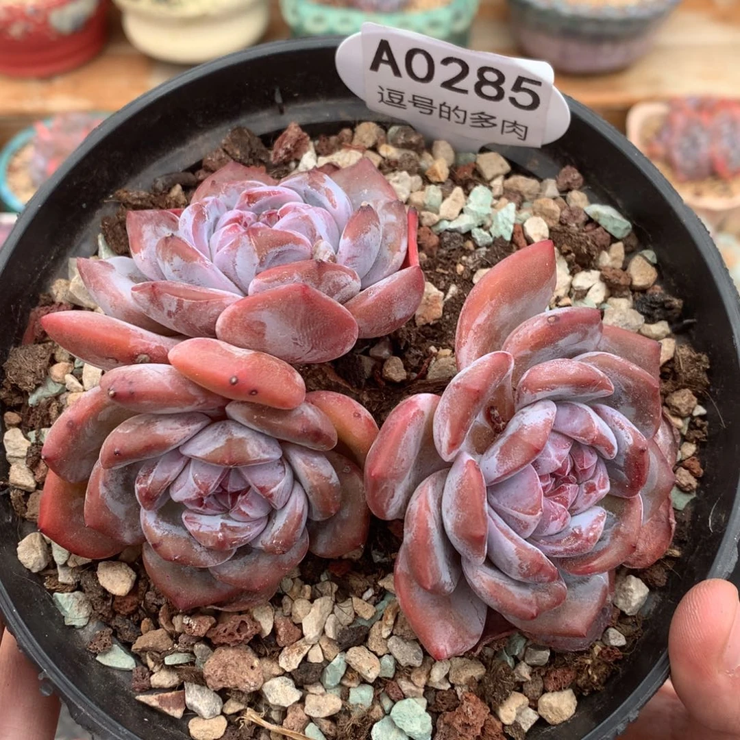 A0285 星影老桩粗腿 无砍 12cm