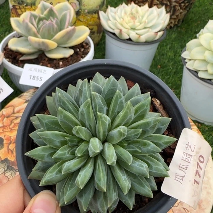1770美人杂多肉植物