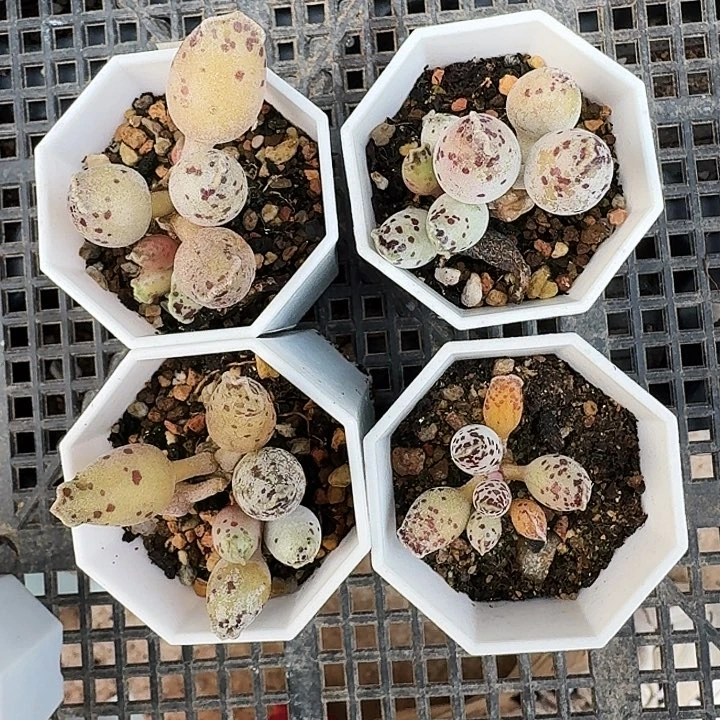 多肉植物满20包邮大熊专拍