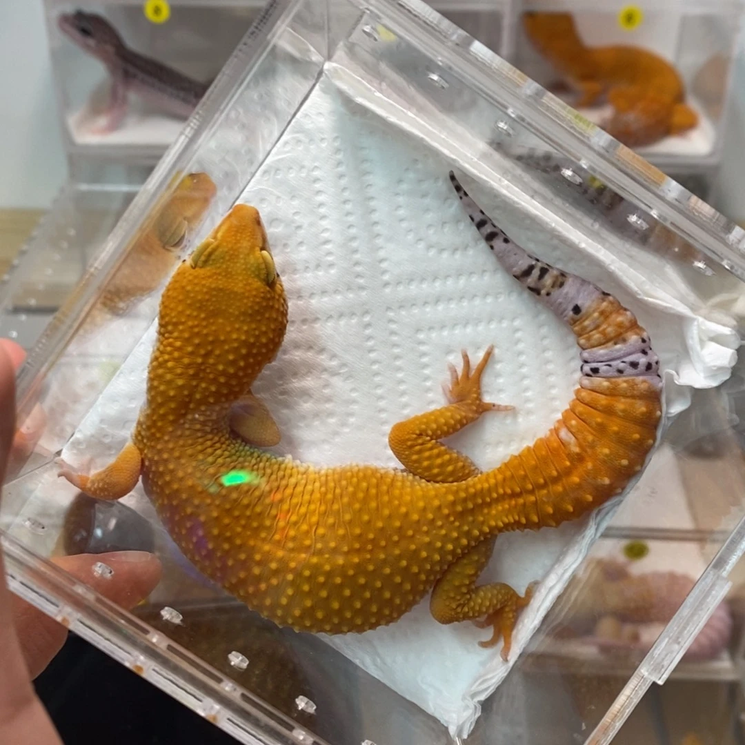 豹纹守宫豹纹守宫