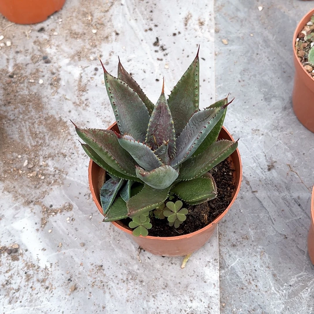 红*鱼龙舌兰厚叶血雷30