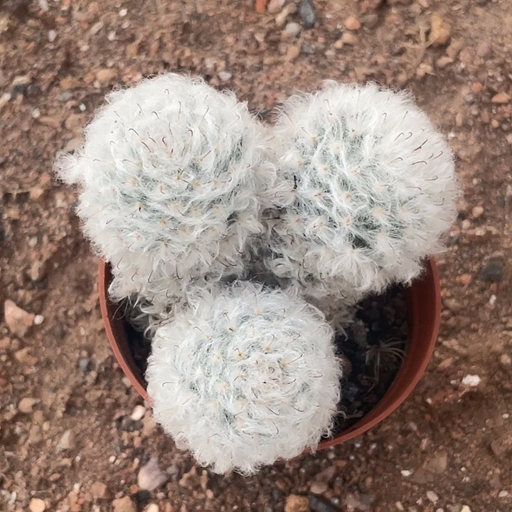 三头白云高沙实生仙人球