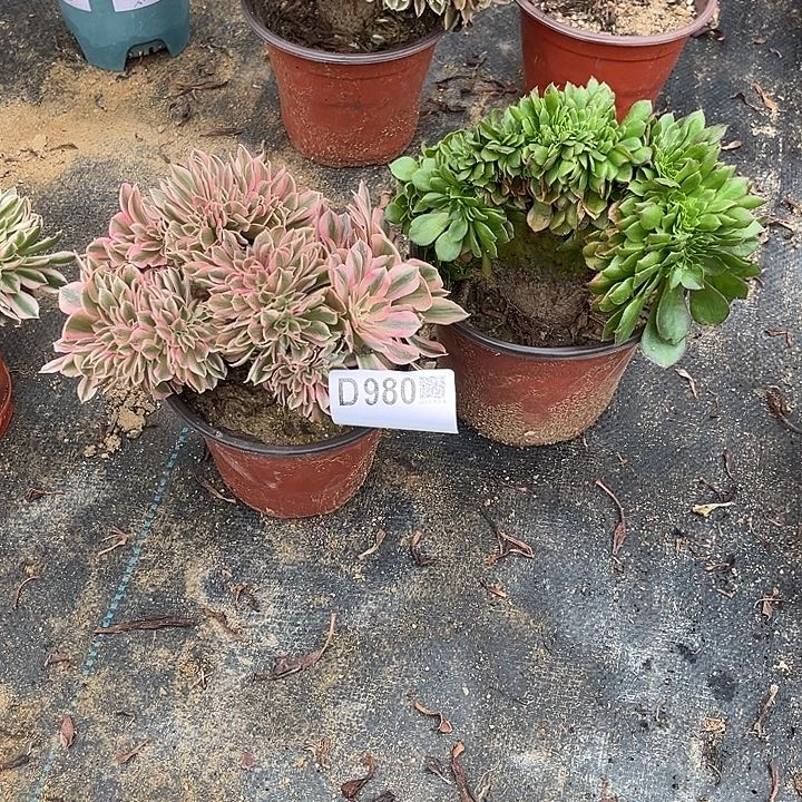 满28包邮，980两颗，一颗有伤