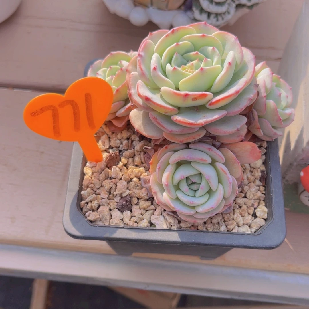 敏*…771号多肉植物