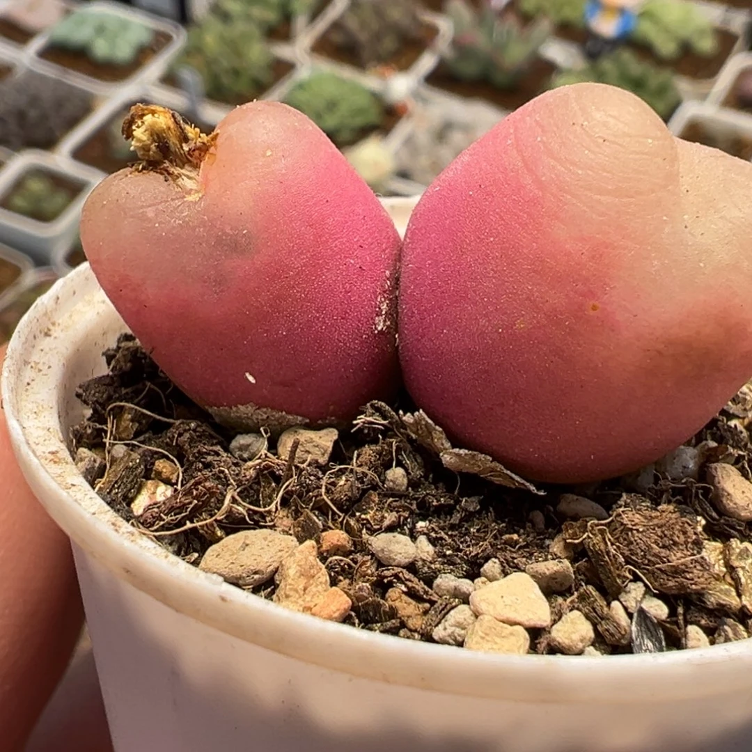 985多肉植物种类多样