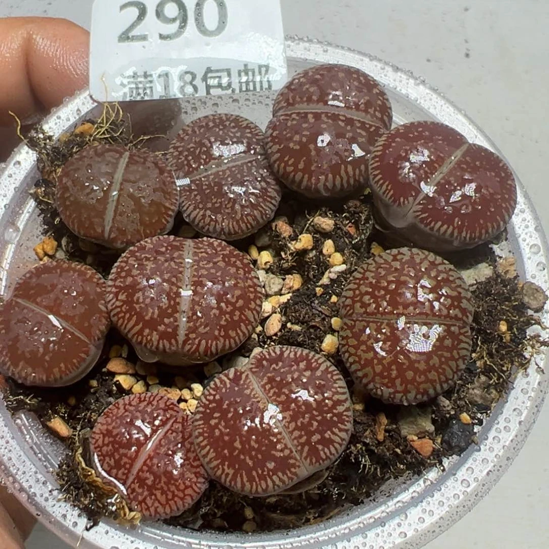 【闪购商品】 290。