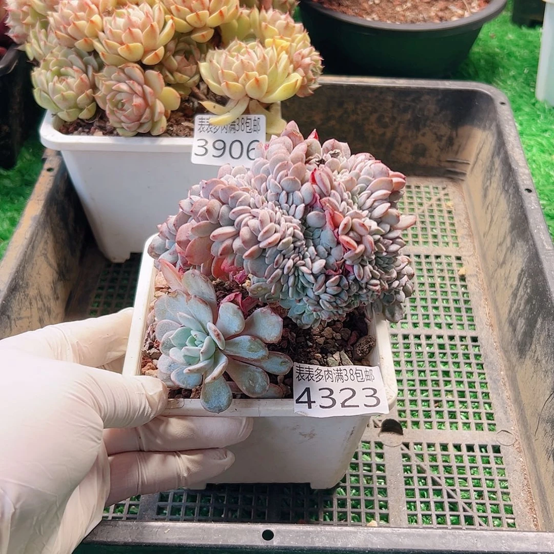 无花朵多肉一物一拍植物4323