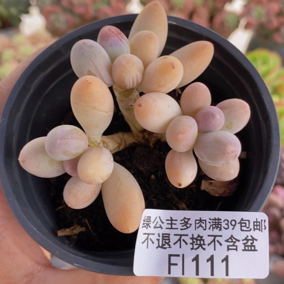 香水手指奶老桩6cm111多肉植物