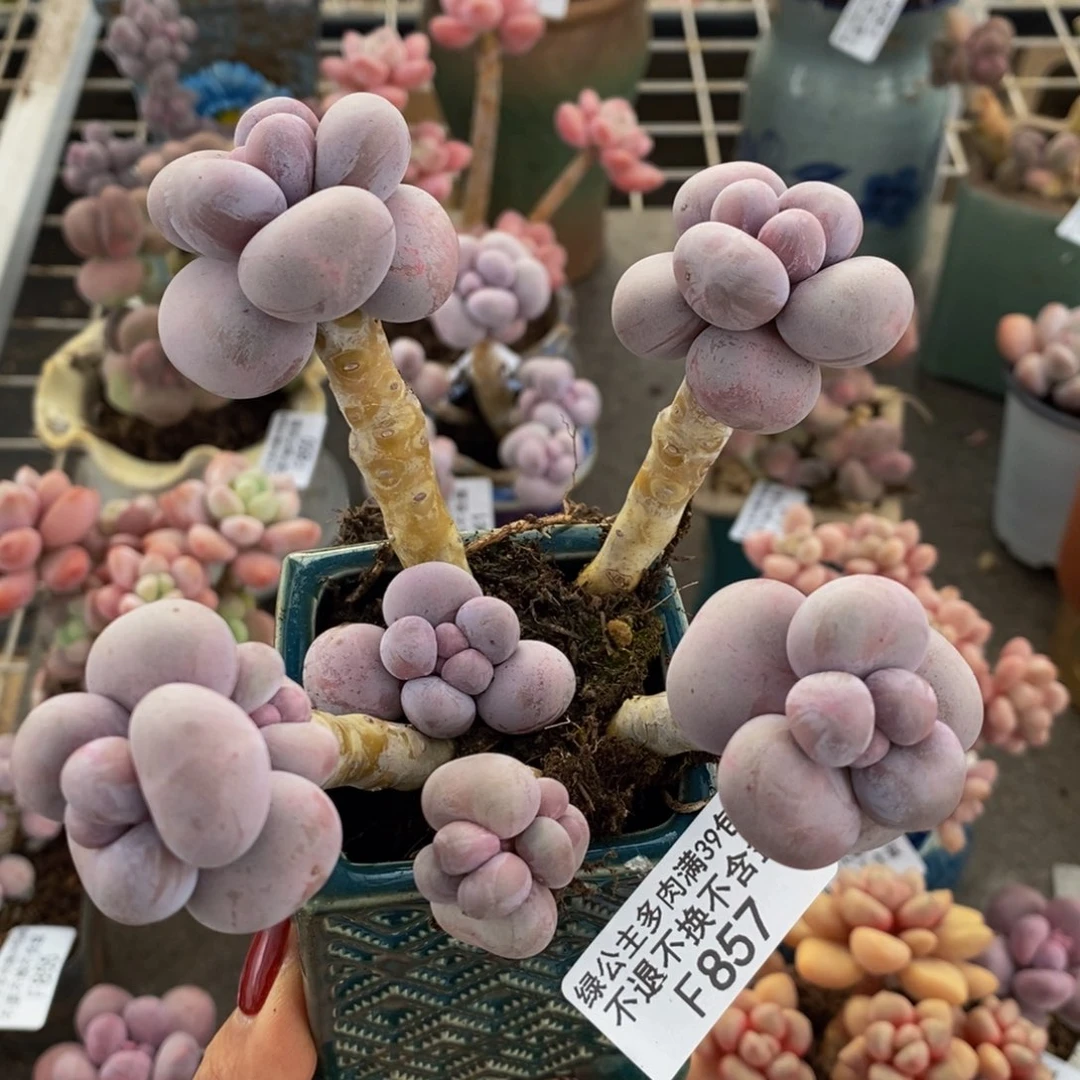 芭比奶酪857/10c m