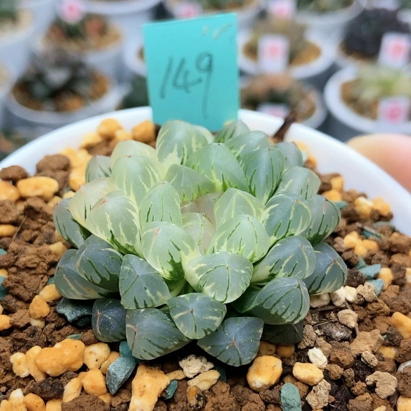 【闪购商品】晚****来179狄原玉露锦