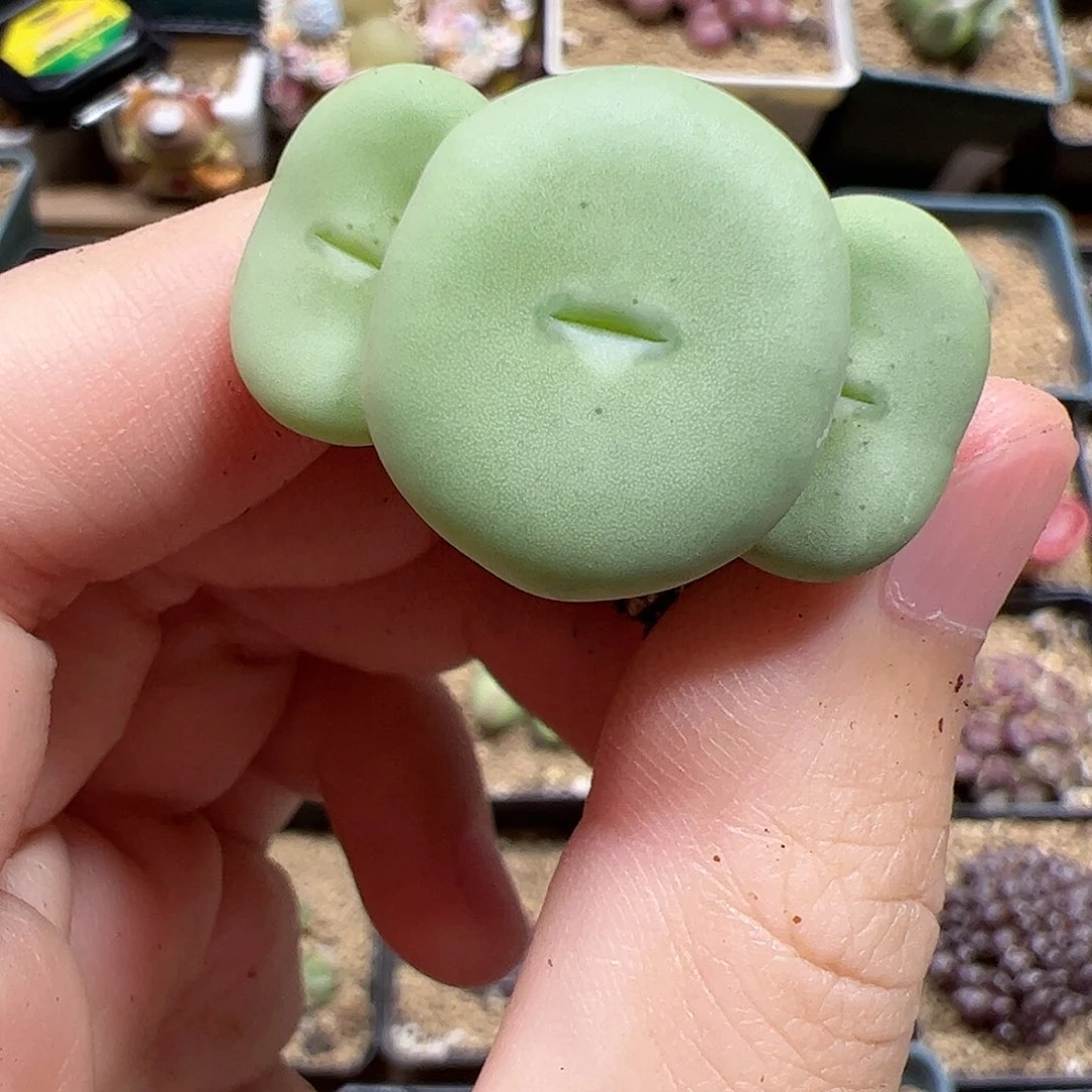 【闪购商品】82 饼