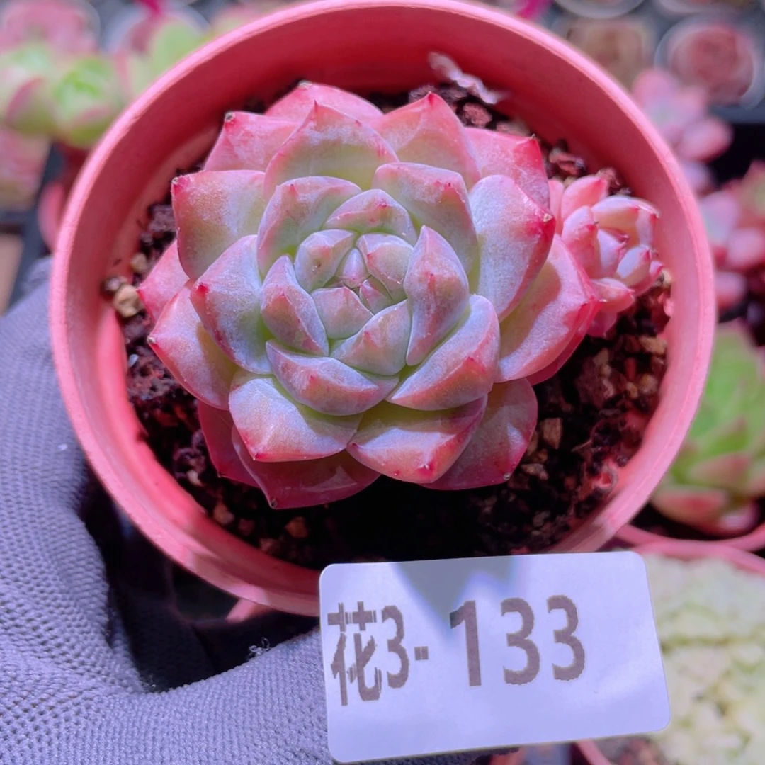 花利美3-133粉钻