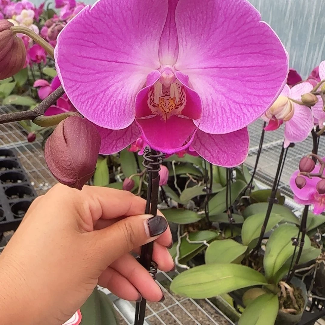 大部分花苞少量开放A017带花发无售后