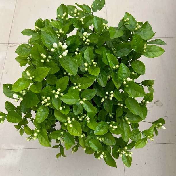 2加仑茉莉花带花苞浓香