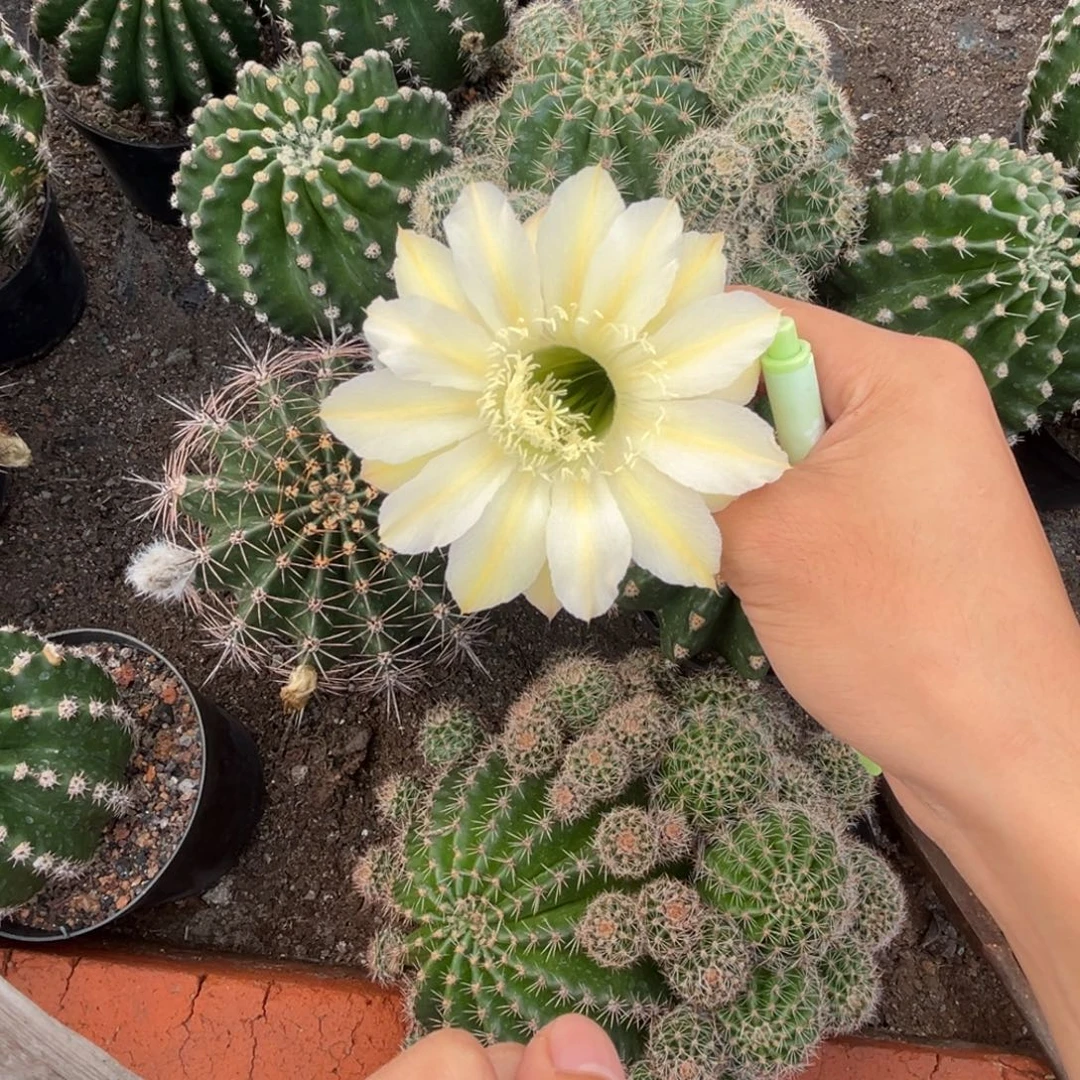 雨***天实生黑金刚仙人球q1