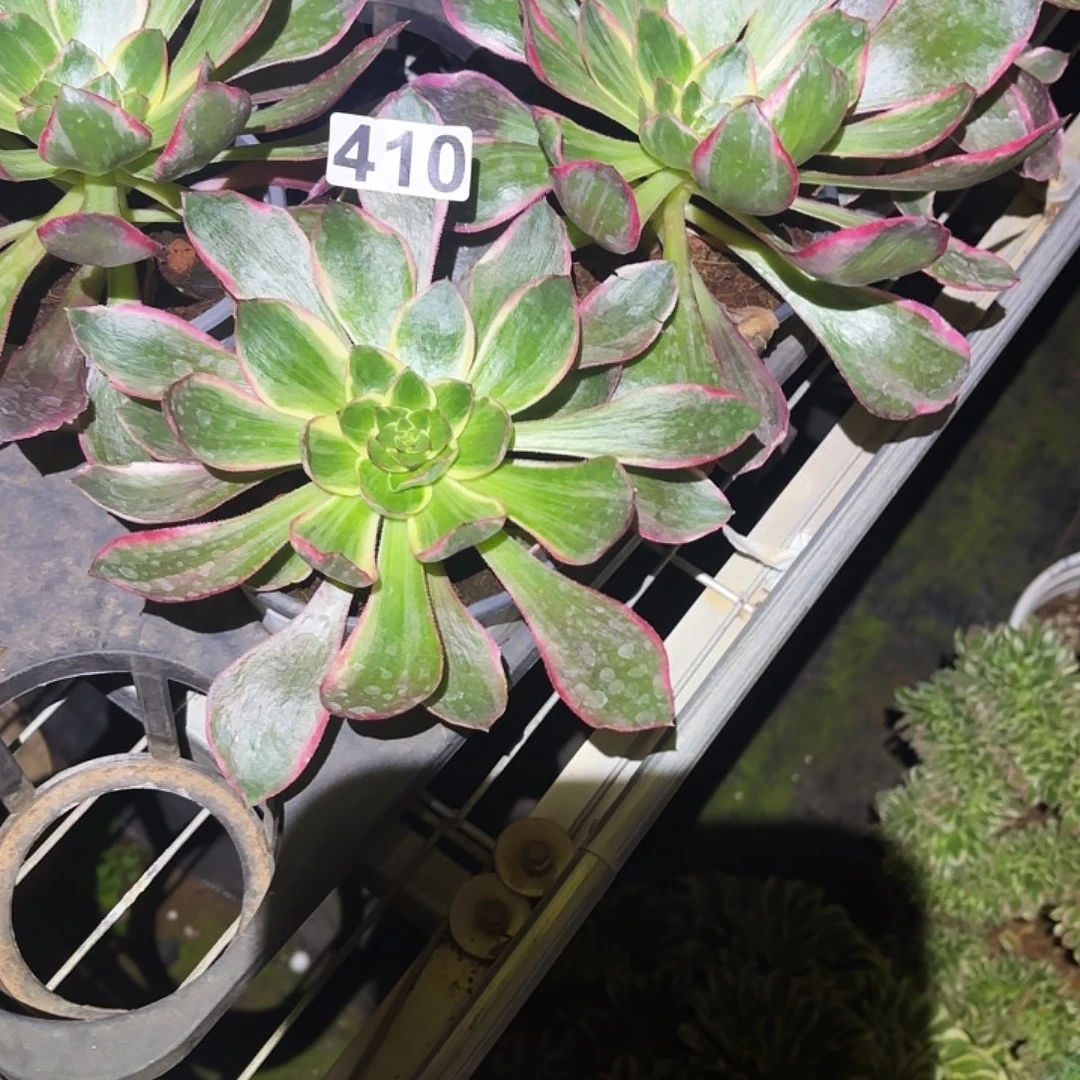 410恶魔之眼多肉福利