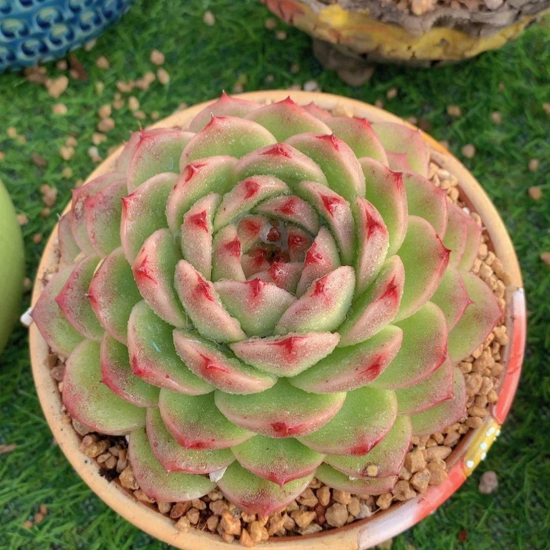 麦秆14公分一物一拍