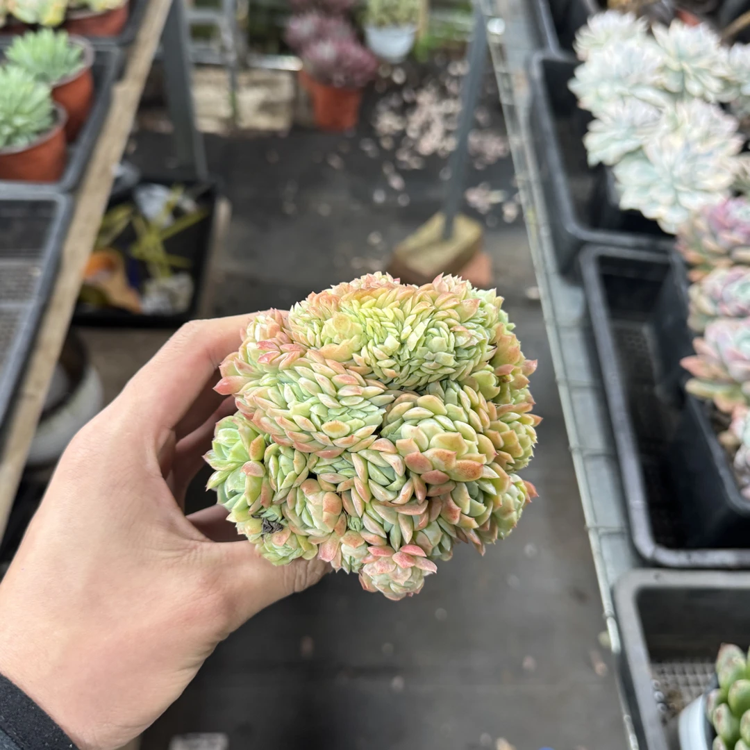 【任意两单包邮】贝瑞缀阳台办公室庭院老桩盆栽多肉植物