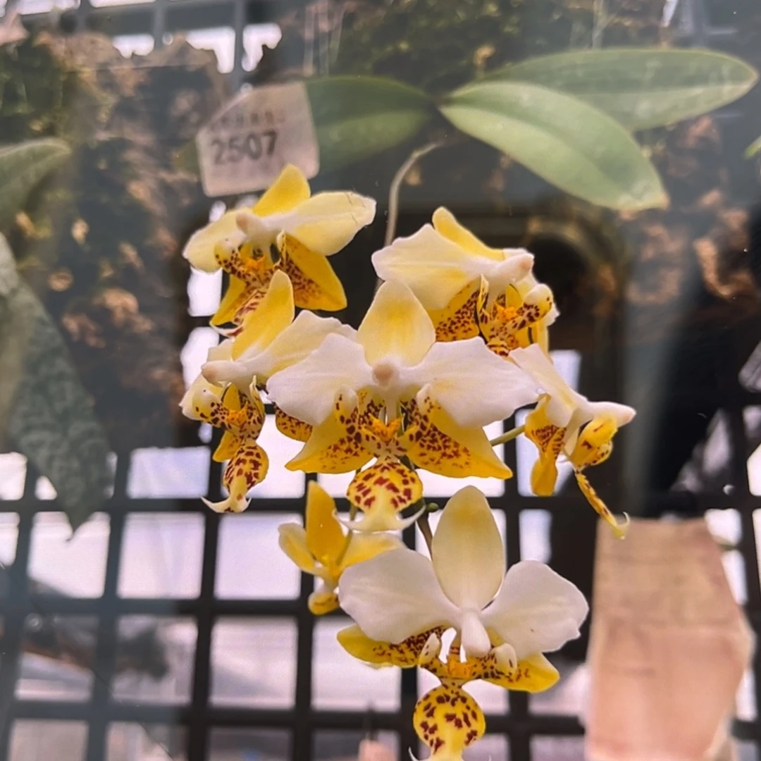 无花朵2.5寸888苗