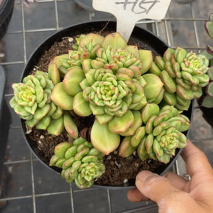 两单包邮，一物一拍151苹果花