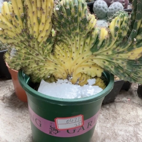 多闻柱仙人球25米仙人球