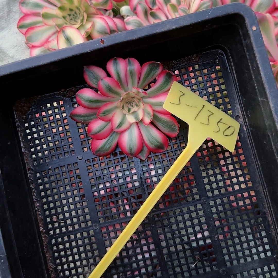 3-1350--多头多肉植物