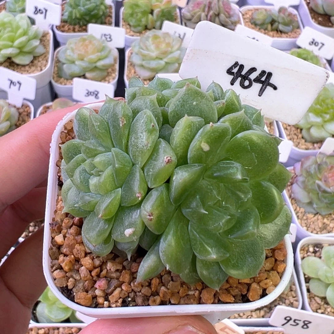 464号泼天富贵4头