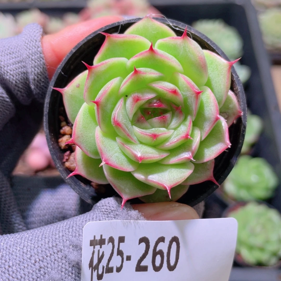 花利美25-260海王