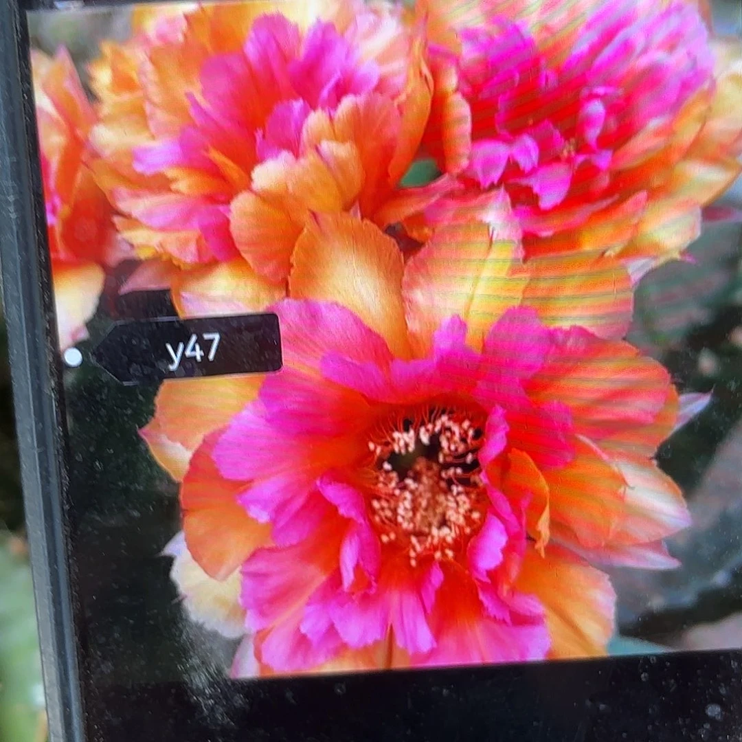 Y47彩侧牙20包邮仙人球