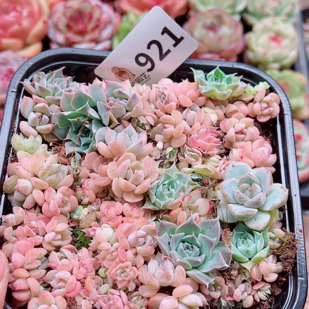 多肉植物多肉植物