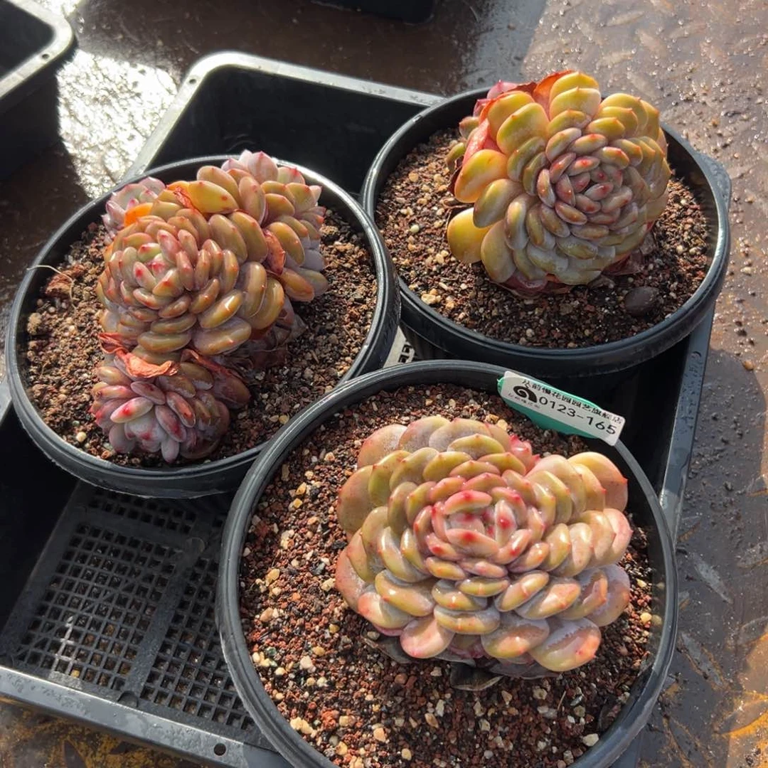 随*?多肉一物一拍0123-165