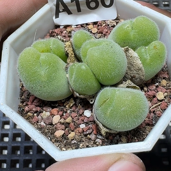 160 多肉植物多肉植物