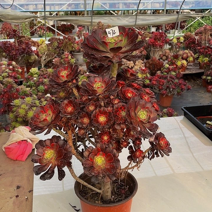 幸***门丽娜00000000472